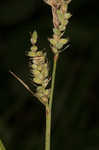 Buxbaum's sedge